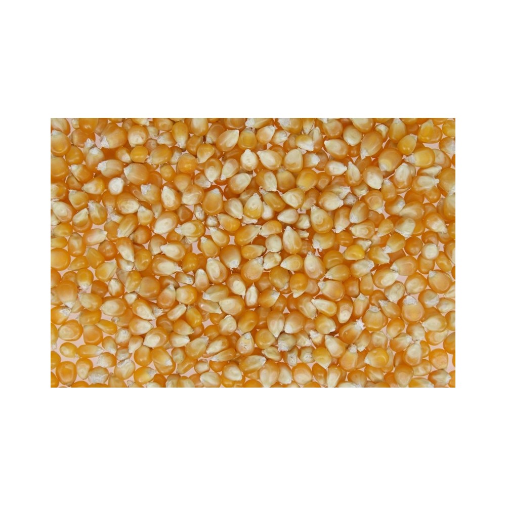 POPCORN ZIARNO 200G.